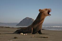 Sea-Lion